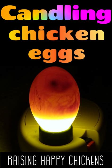 Candling eggs: how to watch a speck grow into a chick.