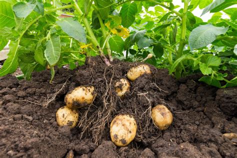 Grow Your Own Potatoes - No Large Plot of Land Required! - Farmers' Almanac - Plan Your Day ...