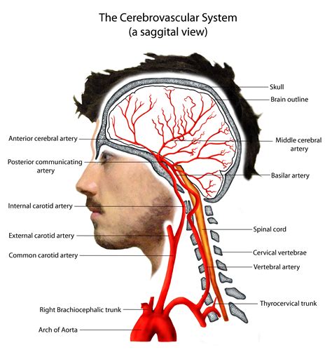 The Cerebrovascular System Arteries Anatomy, Brain Anatomy, Medical ...