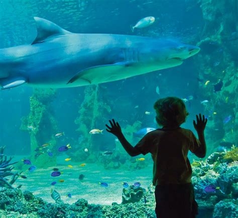 Texas State Aquarium - 518 Photos & 225 Reviews - Aquariums - 2710 N ...