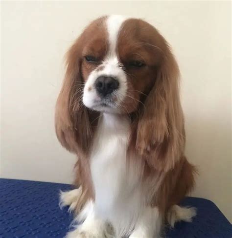 10 Best Cavalier King Charles Spaniel Haircuts - The Paws | King ...