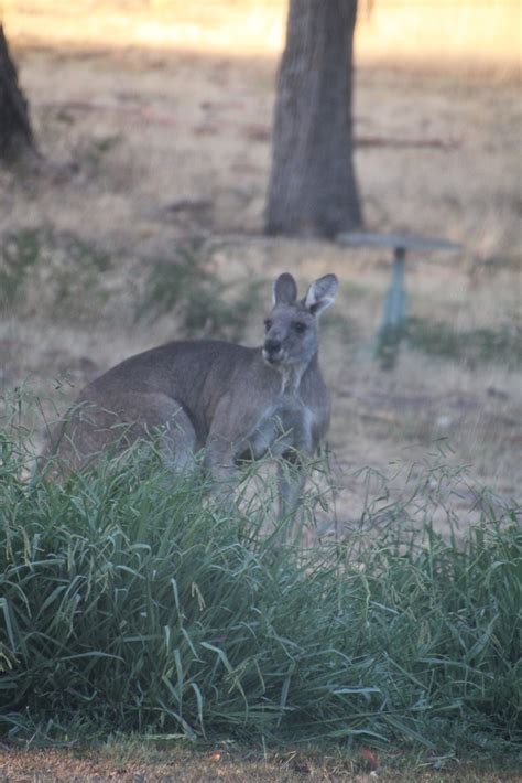 Eastern Grey Kangaroo – Fifteen Acres