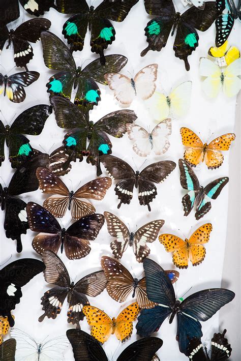 "Butterfly Specimen Collection." by Stocksy Contributor "Pansfun Images" - Stocksy