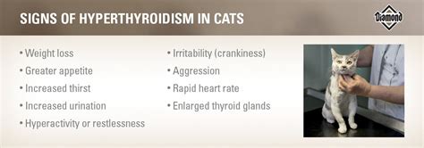 What Is Hyperthyroidism in Cats and Should I Worry? | Diamond Pet Foods