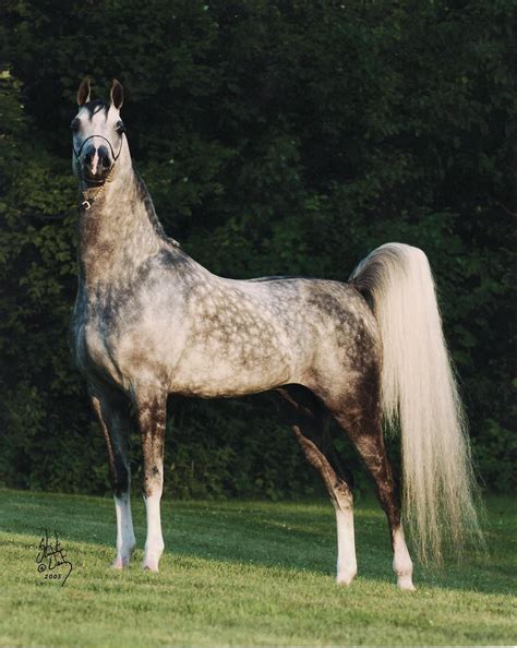 Brinkman Arabian Stables | Horse breeds, Horses, Beautiful horses