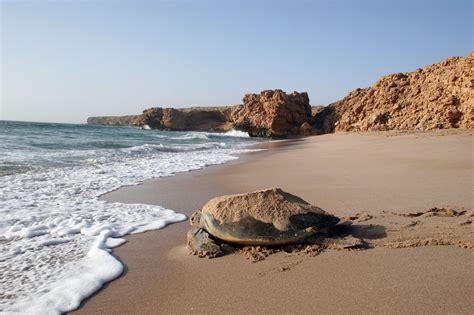 Lonely Planet | Een nachtelijke ontmoeting bij Ras al-Jinz Turtle ...