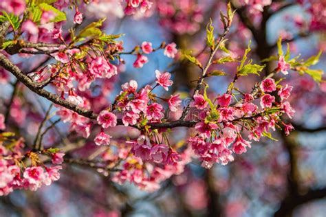 Sunny View of Cherry Blossom in Yangmingshan National Park Stock Photo ...