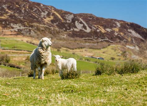Sheep And Lambs In Welsh Mountain Farm Stock Photo - Image: 54824340