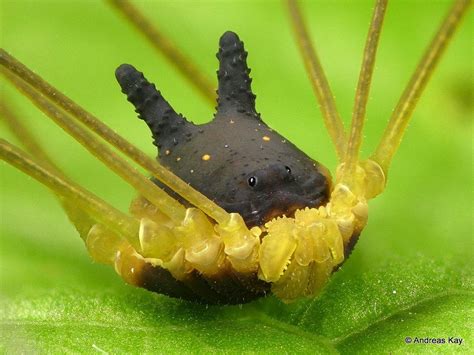 Bunny Harvestman, Metagryne bicolumnata, Cosmetidae | Spider dog, Weird animals, Rare animals