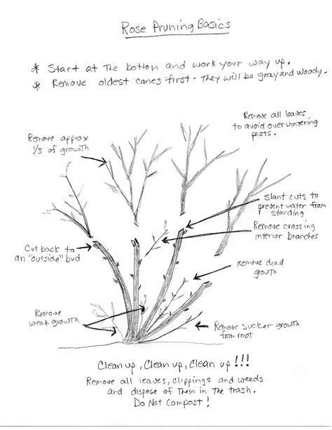 Rose Pruning Diagram