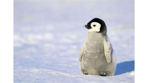 🔥 Download Penguin Wallpaper At Wallpaperbro by @teresap | Funny Penguin Wallpapers, Cute ...