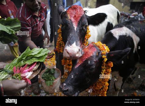 Nepalese Devotees worship a cow during GAI TIHAR the Cow worshipping ...