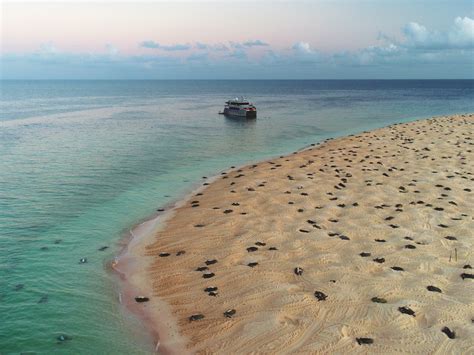 Managing the World's Largest Green Turtle Rookery — The State of the ...