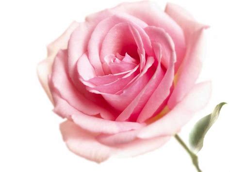 wallpaper: Pink Rose Wallpapers