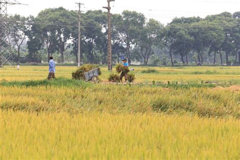 Rice Field in the Harvest Season Editorial Photo - Image of harvest ...