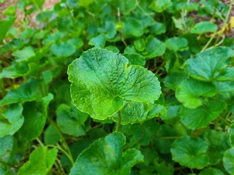 Gotu Kola Herb Plant Profile - Weeds and Deeds