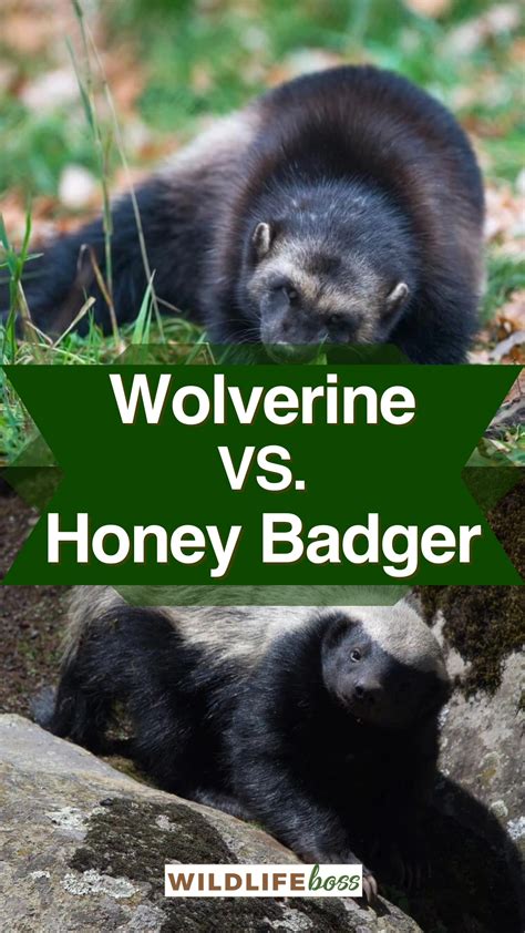 Wolverine Vs. Honey Badger: 11 Differences (Size, Fight etc.)