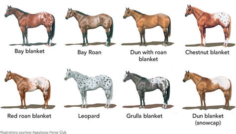 Appaloosa Horses