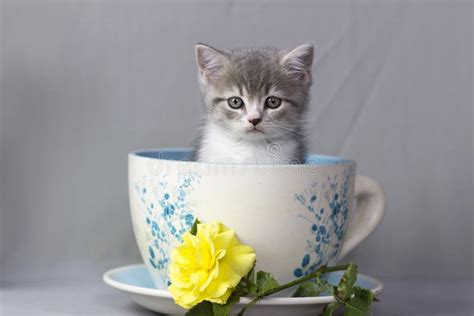 128 Kittens Cups Stock Photos - Free & Royalty-Free Stock Photos from Dreamstime