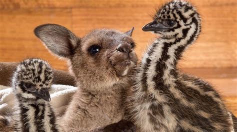 Baby emus and baby kangaroo are best friends ever | Süßeste haustiere, Australische tiere ...