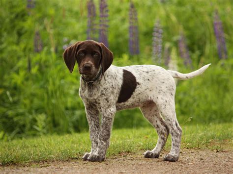 German Shorthaired Pointer - My Doggy Rocks