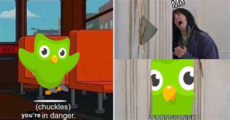 Evil Duolingo Owl Memes and Backstory That'll Boost Your Knowledge - Funny Article | eBaum's World