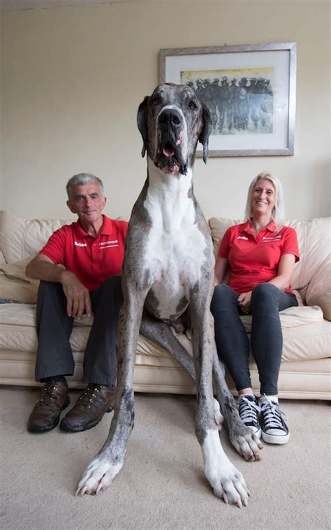 This massive Great Dane could be the world’s new top dog