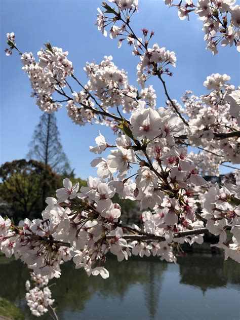 Cherry blossoms in Nagoya last spring. : r/japanpics