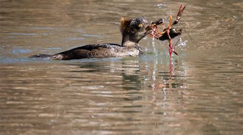 Urban Wildlife in Central Park:… | Central Park Conservancy