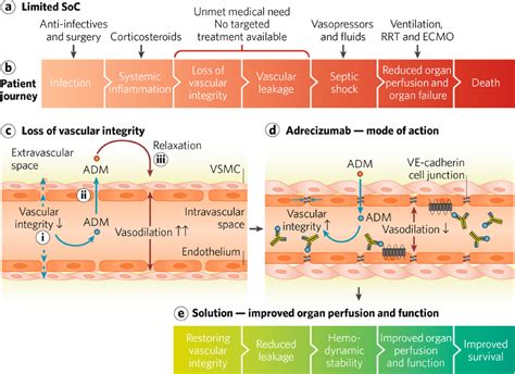 Pathophysiology Flowcharts Ideas Sepsis Septic Shock - vrogue.co