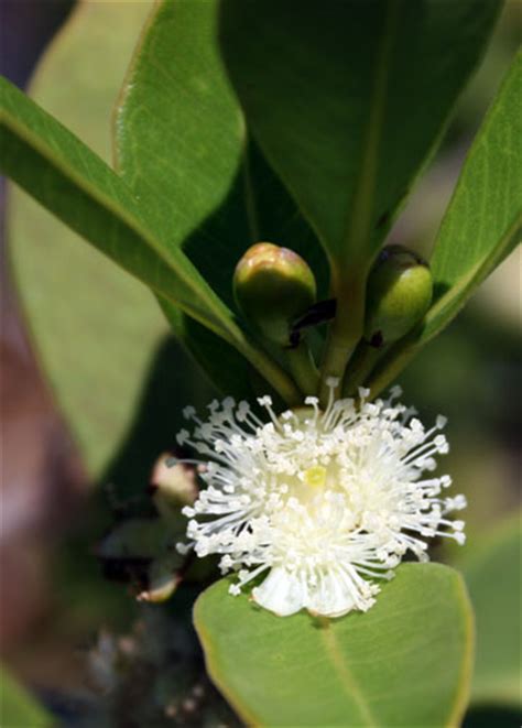 Lemon Guava tree care - TastyLandscapeTastyLandscape