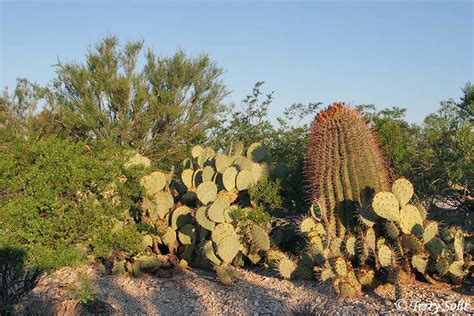 Sonoran Desert Landscape - Photo - Photograph - Picture