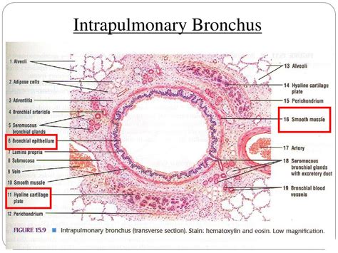 Lung Intrapulmonary Bronchus Histology Histology Respiratory | My XXX Hot Girl