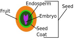 Endosperm: Definition, Function & Development | Study.com