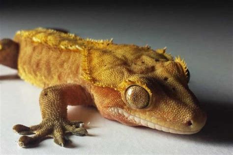 9 Best Substrates For Crested Geckos - Reptile Jam