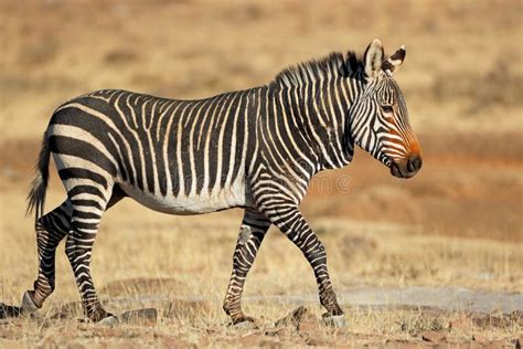 Cape Mountain Zebra in Natural Habitat Stock Photo - Image of south ...