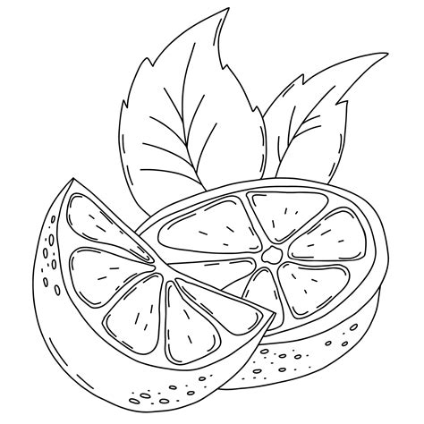 Citrus fruit. Lemon slices with leaves. Vector illustration. Isolated ...