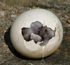 elephant egg products,Malaysia elephant egg supplier