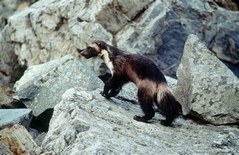 Conservation groups to sue over wolverine decision