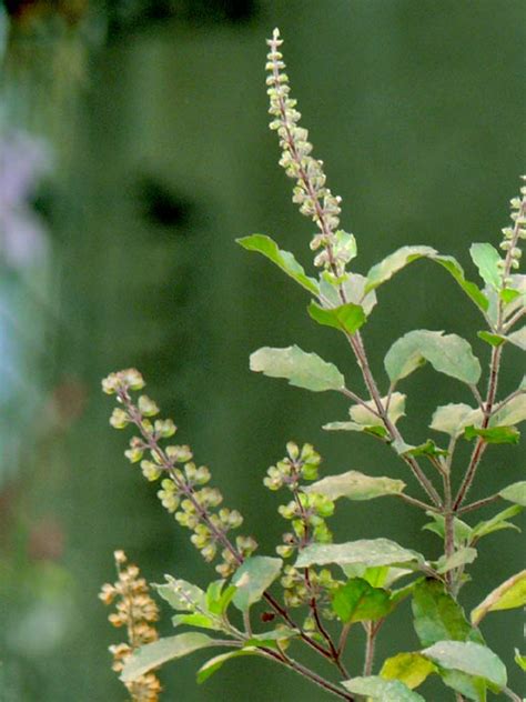 Holy Basil (Tulsi Leaf) - Health Benefits, Uses, Side Effects