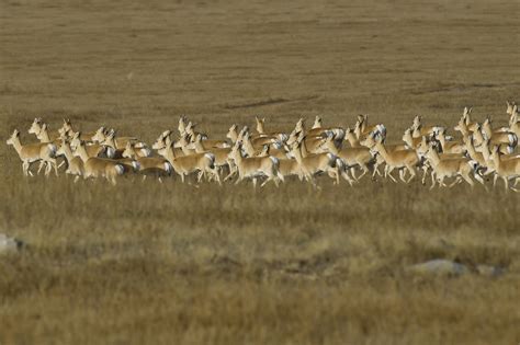 People thankworthy on Mongolian gazelle protection campaign | WWF