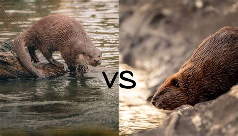 Beaver vs Otter (5 Key Differences)