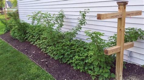 Quick and Easy DIY Raspberry Trellis • Lovely Greens