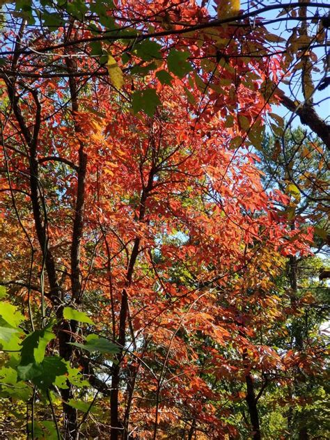 Brilliant Fall Colors - Appalachian Forest Autumn Foliage Stock Photo ...