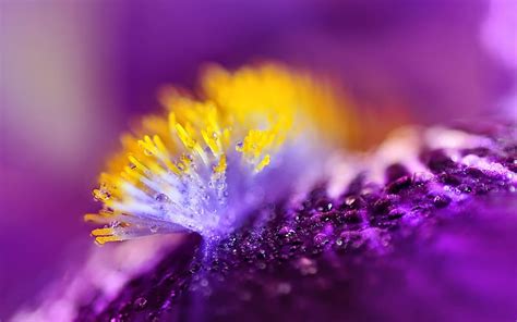 Nature, Flower, Macro, , Water Drop, HD wallpaper | Peakpx