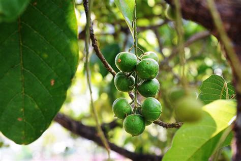 Jentik-Jentik - Penang Tropical Fruit Farm