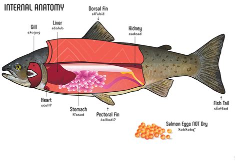 Fish Anatomy – Lushootseed