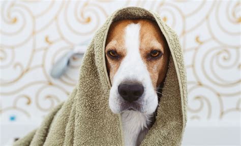 6 Best Dog Deodorants: Keep Fido Smelling Fresh