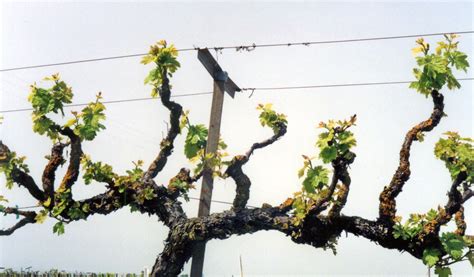 Optimized Pruning Using Spurs on Cordon Trained Grapevines | Lodi Growers