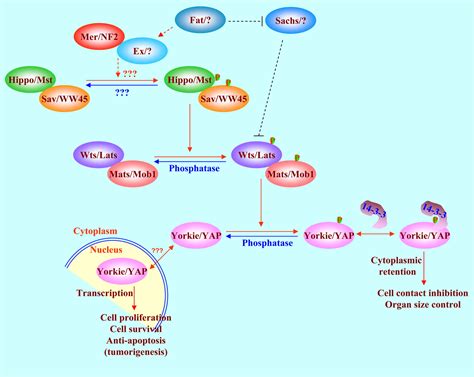 The Emerging Role of the Hippo Pathway in Cell Contact Inhibition, Organ Size Control, and ...